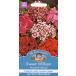 ڼҡMr.Fothergill's Seeds Sweet William Monarch Mixed ȡꥢʤʤǤˡʡߥå ߥե륺