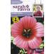 [ семена ]Johnsons Seeds Sarah Raven Cut flowers &amp; gorgeous gardens Malope Vulcan Sara * Ray bn* cut цветок zma low pe* Balkan 