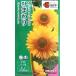  цветок семена подсолнух F1 солнечный Ricci свежий orange takii вид рассада. tane