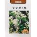  трава семена CUMIN(kmin) глициния рисовое поле семена. tane