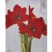  цветок луковица pot амариллис один -слойный ..XXL красный крем 1 лампочка удача цветок .. луковица 