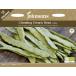 ڼҡJohnsons Seeds ORGANIC Climbing French Bean LIMKA ˥å 饤ߥ󥰡եӡ ५ 󥽥󥺥