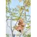MURATAYA DAD BEAR resin dado Bear - качели 