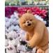 MURATAYA DAD BEAR resin dado Bear - полив 