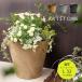 �A�ؔ� �v�����^�[ amabro �A�}�u�� ARTSTONE �A�[�g�X�g�[�� �R�j�b�NL ���a32cm�T�C�Y 10.5������ �󂯎M�Z�b�g
