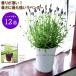 [ inquiry special order ] free shipping lavender g rosso [12 seedling set ] flower none gardening exclusive use stock lavender sale 