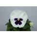  pansy pasio white brochi3.5 size 24 seedling set production ground from . garden . direct delivery pin pin doing freshness eminent excellent article ..