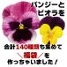 送料無料 パンジー ビオラ 福袋 合計140種類も集めた福袋 色お任せ24苗セットでお届け