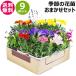  сезон. цветок рассада случайный 9 pot 1187 hananae-32