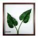 ƥꥢ꡼󥢡 ForestDecoL Philodendron LP-1006 ե졼५顼 ֥饦 kar-9326788s1 ̵ ̲  ȶ ƥꥢ ʥ 