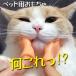  кошка игрушка интересный . домашнее животное товары для домашних животных игрушка кошка собака рука обе рука .....pa- обе рука .1 комплект 