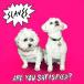 ͢ SLAVES / ARE YOU SATISFIED ? [CD]