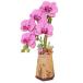  Purple Moth Orchid TW091 DIYå