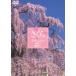  изображение . производство * Japan Tribute * Sakura | название место название дерево ....[DVD]