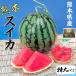  арбуз очень большой размер Kumamoto префектура производство ...1 коробка 8kg × 1 шар комплект высококлассный ... и т.п. класс : превосходящий ( красный ).. для высококлассный запад . подарок фрукты День матери фрукты подарок 
