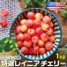  подарок на Bon Festival вишня american Cherry фрукты популярный крупный фрукты подарок специальный отбор Ray nia Cherry 1kg Washington . производство подарок на Bon Festival 00013K