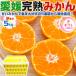 .. Ehime мандарин есть перевод коробка покупка 5kg размер смешивание отгрузка день оставив решение кому-то другому указанный день не возможно Ehime префектура производство мандарин для бытового использования ... сделка фрукты мандарин уншиу бесплатная доставка 