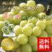  Okayama префектура производство автомобиль in мускат .. для Okayama 500-700g 3-4. входить 2-2.5kg бесплатная доставка мускат виноград подарок подарок День почитания пожилых людей подарок прямая поставка от производителя фрукты 