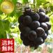  Okayama префектура производство pio-ne3~4. ввод примерно 2kg виноград Okayama новый pio-ne вид нет . для бытового использования подарок .. для подарок рука земля производство День почитания пожилых людей прямая поставка от производителя виноград есть перевод бесплатная доставка 