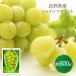  подарок по случаю конца года 2025/12/1-12/20 доставка Nagano префектура производство автомобиль in мускат . магазин товар примерно 500g фрукты фрукты мускат виноград Nagano бесплатная доставка SN6003-010046. лет .