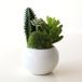  искусственная зелень настольный Mini модный дезодорация кактус суккулентное растение CT катализатор имеется искусственная зелень. Mini pot A