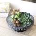 �t�����[�X�^���h �A�C�A�� ���a25cm �� �~�` �ԑ� ������� �ϗt�A�� �A�ؔ� ����� ���u���� �����g���[ ���^���t�����[ �g���C�X�^���h