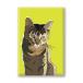  ограниченное количество магнит серии Cat Tabby Green импорт смешанные товары кошка смешанные товары .. товары Cat