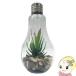 En Fance ŵ巿ƥꥢ饤 A Terrarium ƥꥦ EF-RL02A