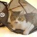  кошка для Carry через . домашнее животное кошка кошка ..... сеть 