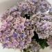 * hydrangea *spika.... purple . flower 4 number pot potted plant hydrangea 