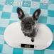  pet for pets scales pet scales digital scales pet accessories dog cat ... digital display . dog small size dog weight control nursing for pets pet scale w-scale