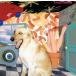 [ записано в Японии CD][ новый товар ].. промежуток правильный Британия / SANE DREAM правильный .. сон 