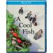 COOL FISH(2025/8/26ȯ)[͢ץ֥롼쥤][]
