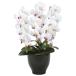  artificial flower art flower . butterfly orchid arrange [ Deluxe . butterfly orchid -3ps.@.W/AB white ( lip light red ) ] photocatalyst ( air cleaning ) interior plant .... free shipping 