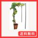 DAIM �p�[�S�� �ʕ��I �Z�b�g ��90cm ���s120cm ����180cm ���I �����I �K�[�f�� �K�[�f�j���O �I �A�[�` ���| �L�E�C�I