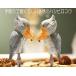 �u���� �ؐ� �n�V�r���R�E �� Shoebill �C���e���A �l�` �k�� �G�� �蒤�� �I�u�W�F �y���J�� �R�E�m�g�� �T�M �N�`�o�V �����Ȃ� �� �� �{�L�` �V���[�r�� �֘A�摜1