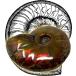 SCIENCE fossil specimen Ammonite Red Iridescent[ Anne mo Night * red. fossil (Ammonites| head pair kind |Madagascar