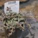 kop Roth ma cut ключ 2.5~3 номер pot рассада .... цветок . цвет leaf 