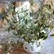  You fo рубин a breath отсутствует brush 3~3.5 номер pot рассада .... растение в горшке цветок . модный симпатичный весна. цветок лето. цветок осенний цветок цветок рассада начинающий цвет leaf редкий 