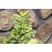. ввод hisa устрица желтый Moto ru4 номер pot рассада растение саженец цвет leaf 