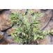 . ввод hisa устрица toli цвет 4 номер pot рассада растение саженец цвет leaf 