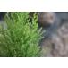  кипарис Голдкрест Will ma3 номер pot рассада хвойное дерево .... растение в горшке 