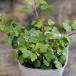  ivy Duck foot 2.5 number pot seedling ivy hedera .... flower . potted plant stylish dressing up pretty Kawai i strong ..... color leaf ground cover 