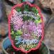  compact lilac Париж ведро контактный дерево рассада 5 номер горшок lilac . lilac растение саженец растение в горшке земля .. модный симпатичный весна. цветок цветок рассада начинающий 