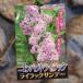  compact lilac lilac Sunday контактный дерево рассада 5 номер горшок lilac . lilac растение саженец растение в горшке земля .. модный симпатичный весна. цветок цветок рассада начинающий 