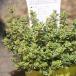  золотой Queen время 2.5~3 номер pot рассада время трава 