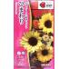 takii вид рассада цветок вид подсолнух F1 солнечный Ricci смешивание 