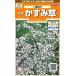 sakata. tane реальный . цветок 7110. корень гипсофила . -слойный ..00907110