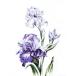  Lucas Luca-S Cross стежок вышивка комплект Iris 16ct цветок растения 