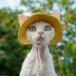  летний уголок .. нет шерсть кошка Denim хлопок солнечный шляпа tebon Rex красочный zonchi-.. шапочка .. ходить на работу посещение школы уличный защищающий от холода меры выход практический удобный 